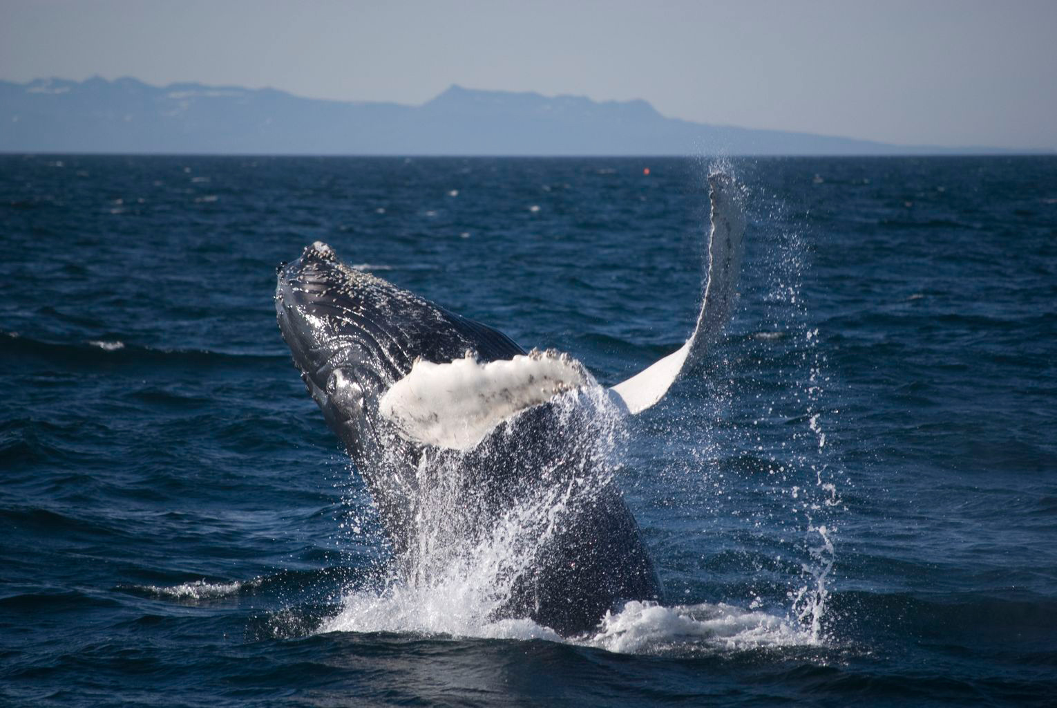 Humpack whale with white flippers splashing water jumping halfway out of sea in Icelands Fjords