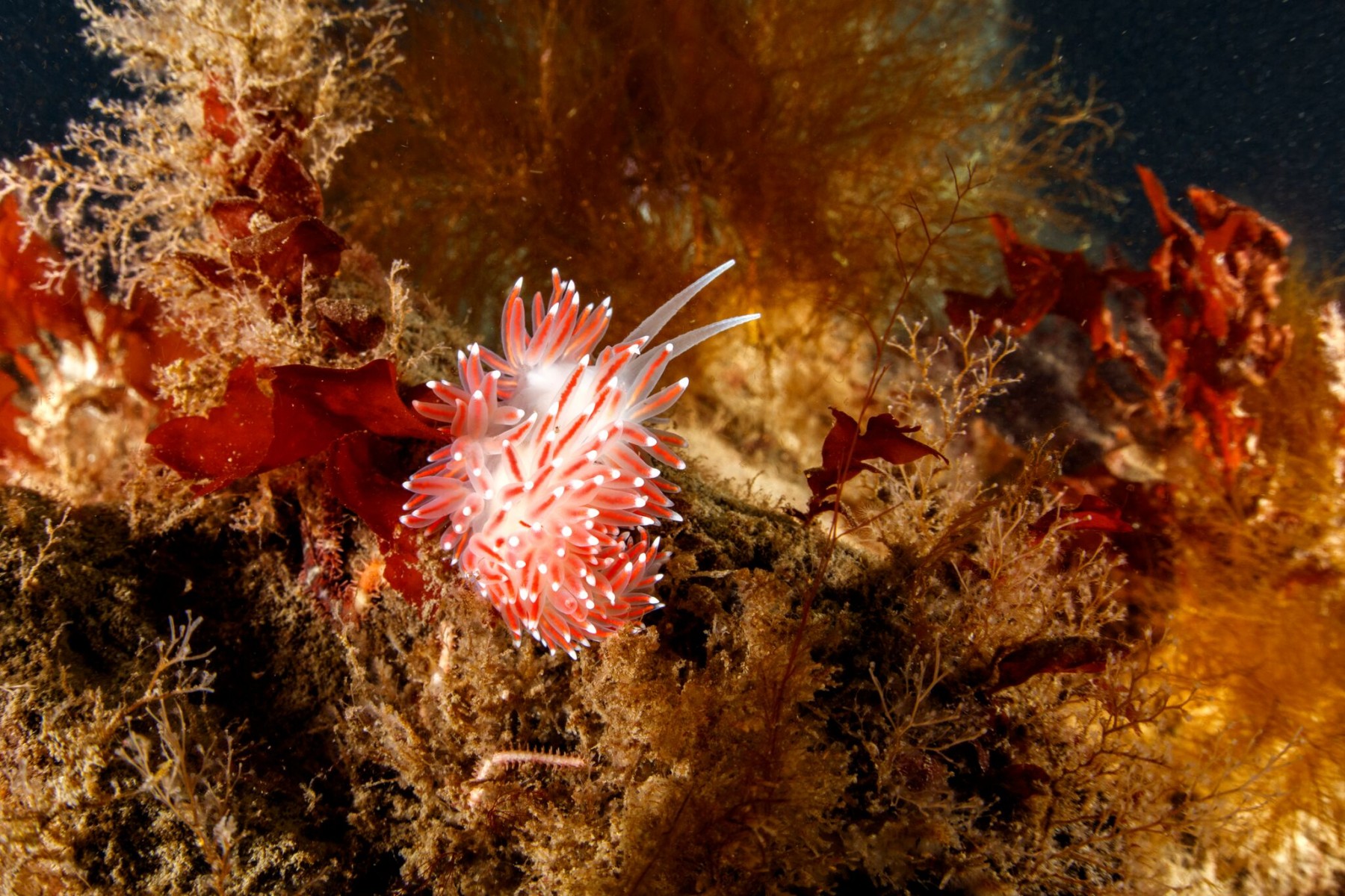 nudibranch-red-kelp-dive-is