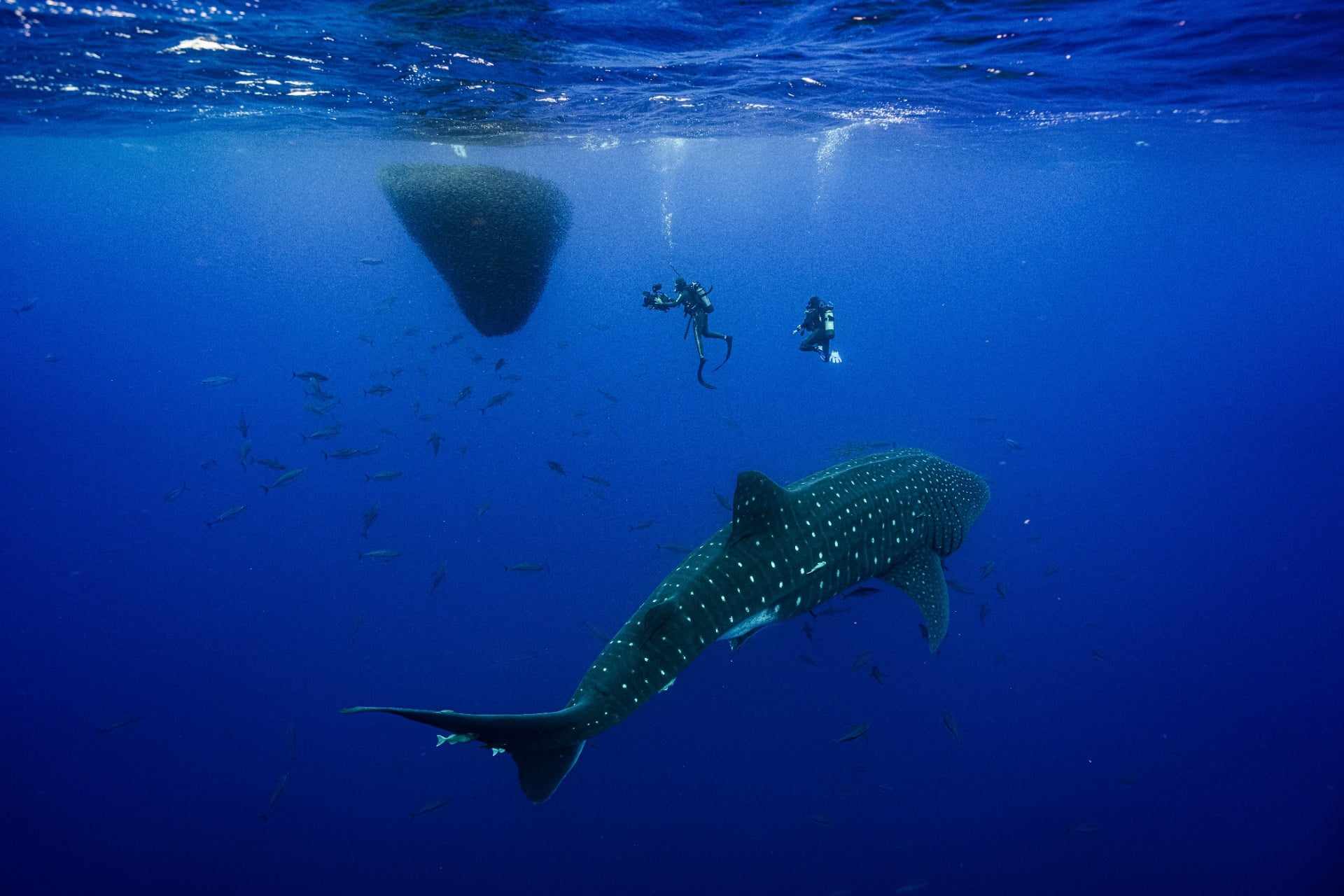 jana-diving-guide-dive.is-iceland.jpg