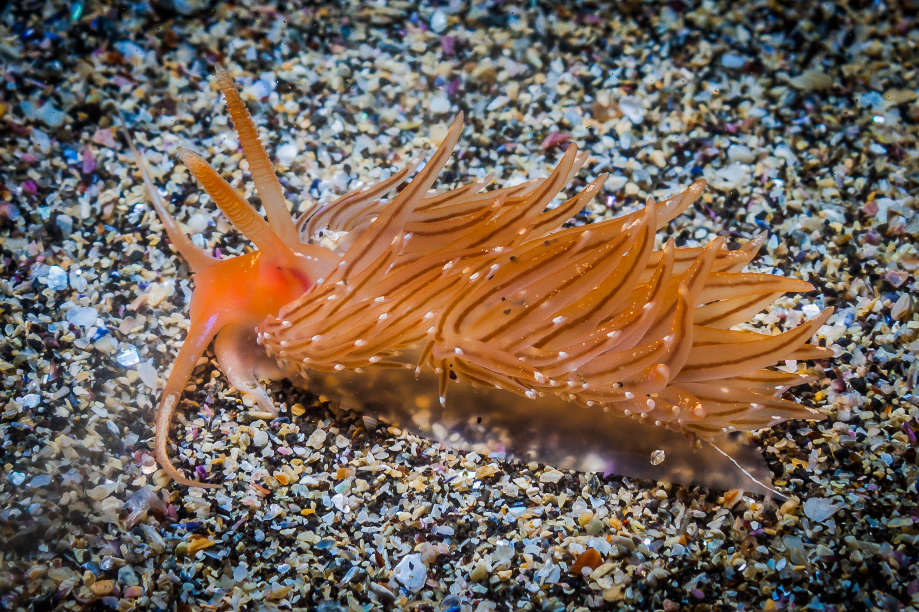 macroshot of orange ragged North Atlantic nudibranch on colourful shell pieces sea sand bottom