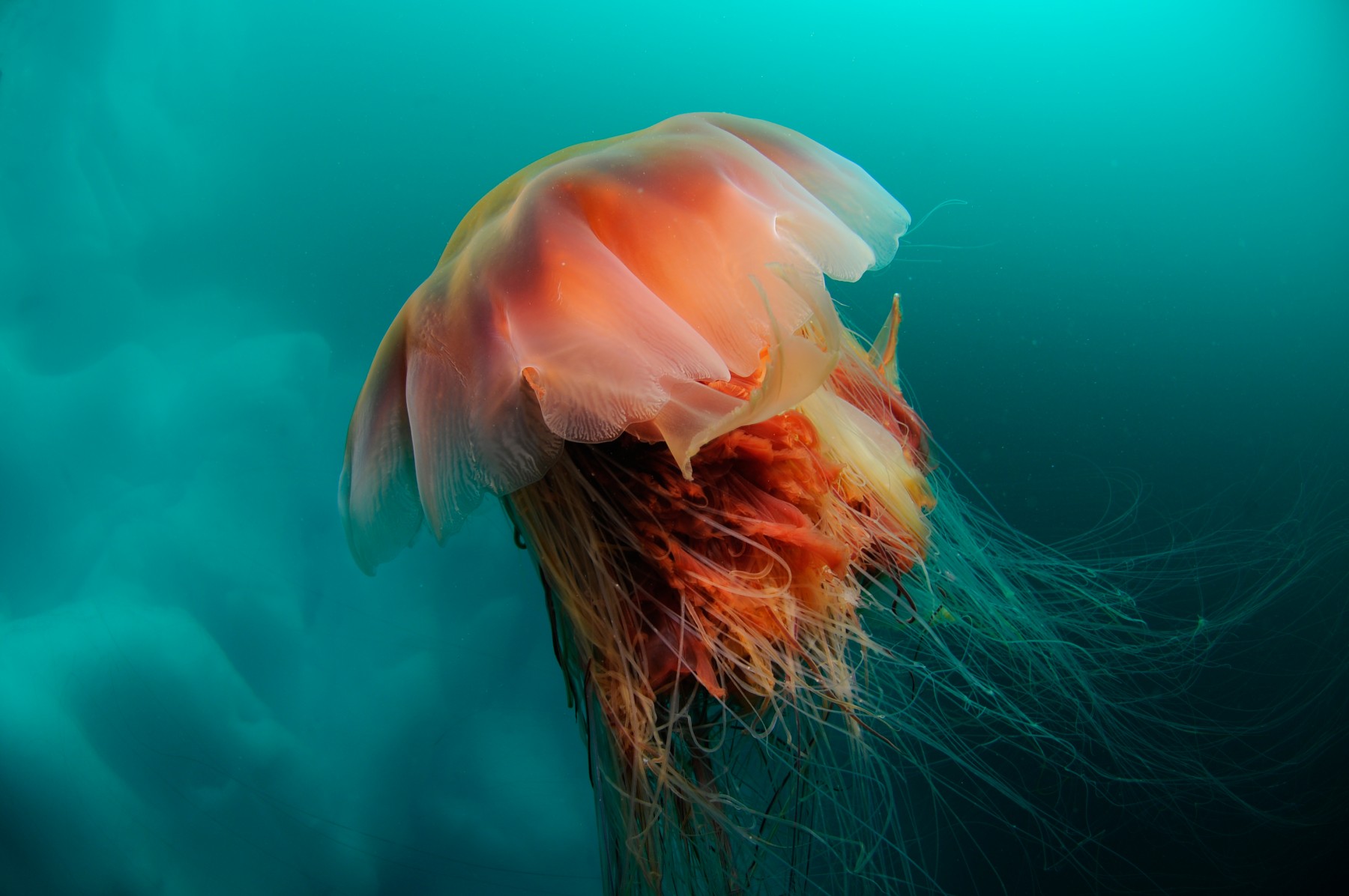 Jellyfish in Greenland