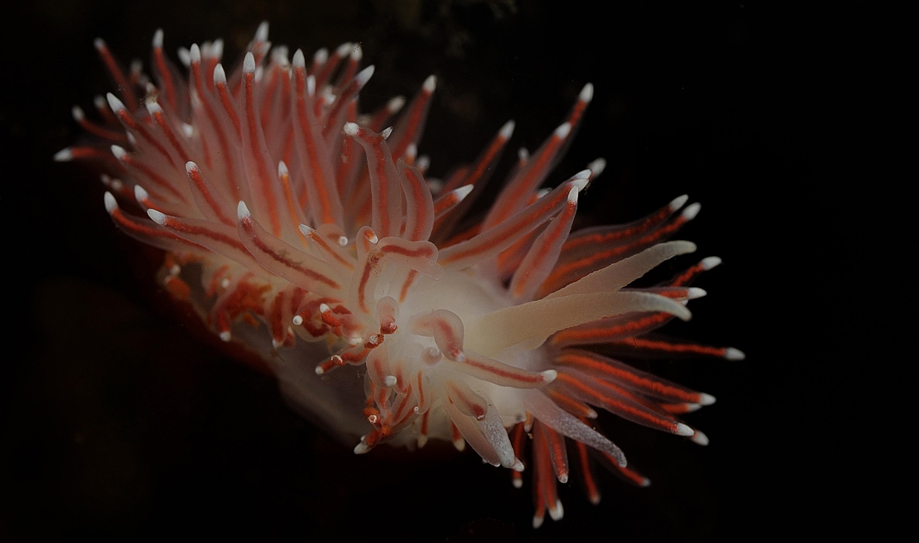 Nudibranch nudibranch-renee-lipmann