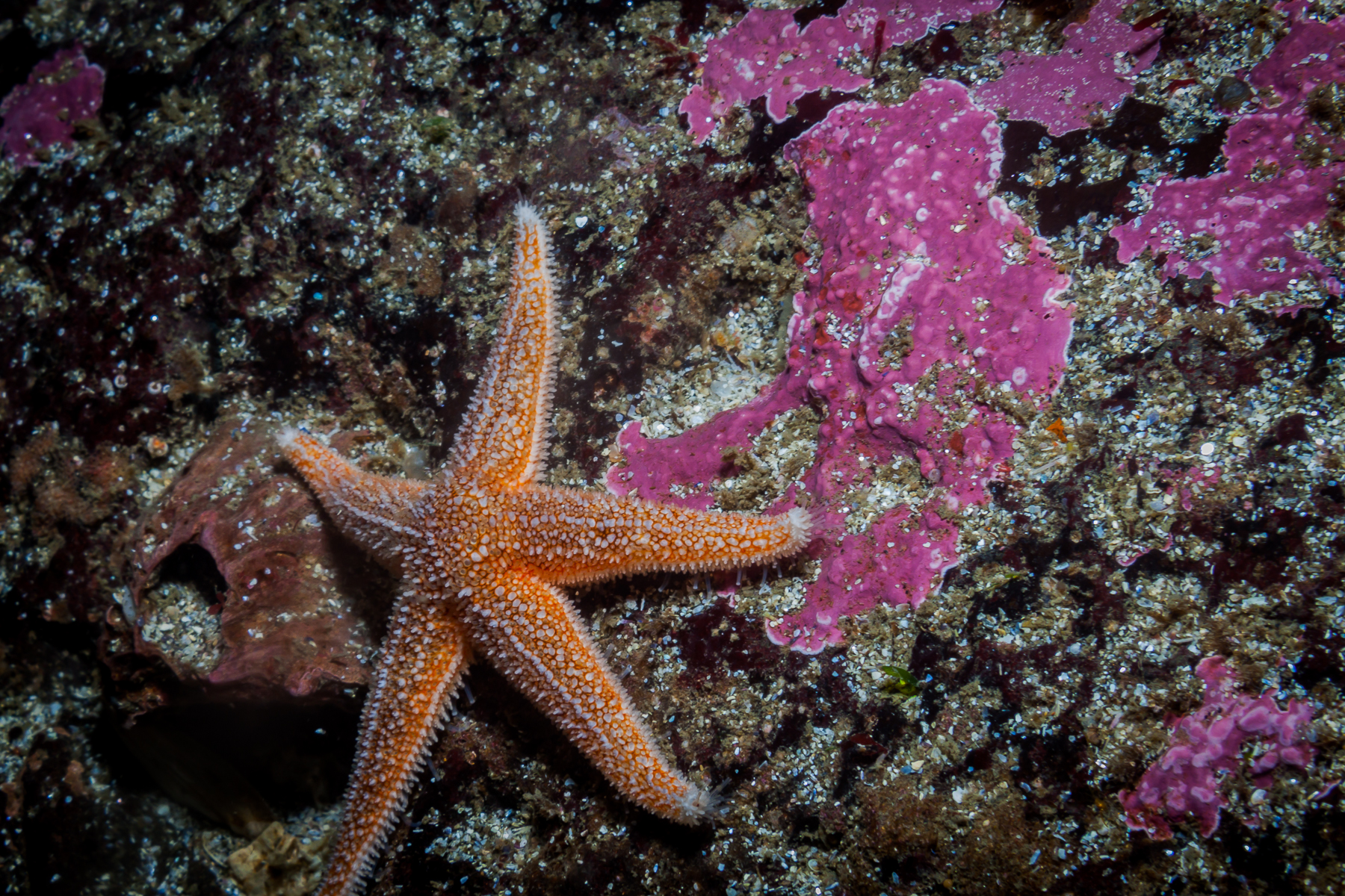 sea-star-north-atlantic-marine-life