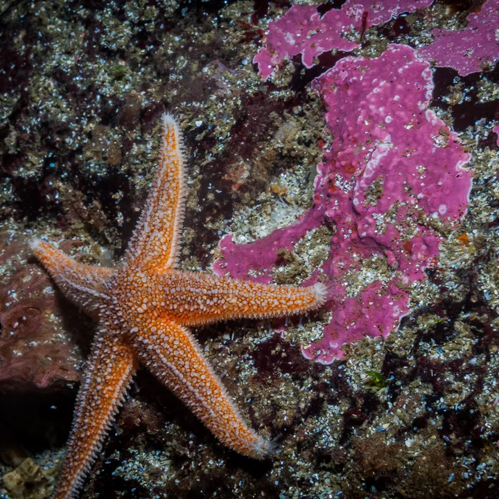 sea-star-north-atlantic-marine-life