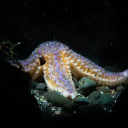 ocean-diving-in-iceland-starfish-diveis.jpg
