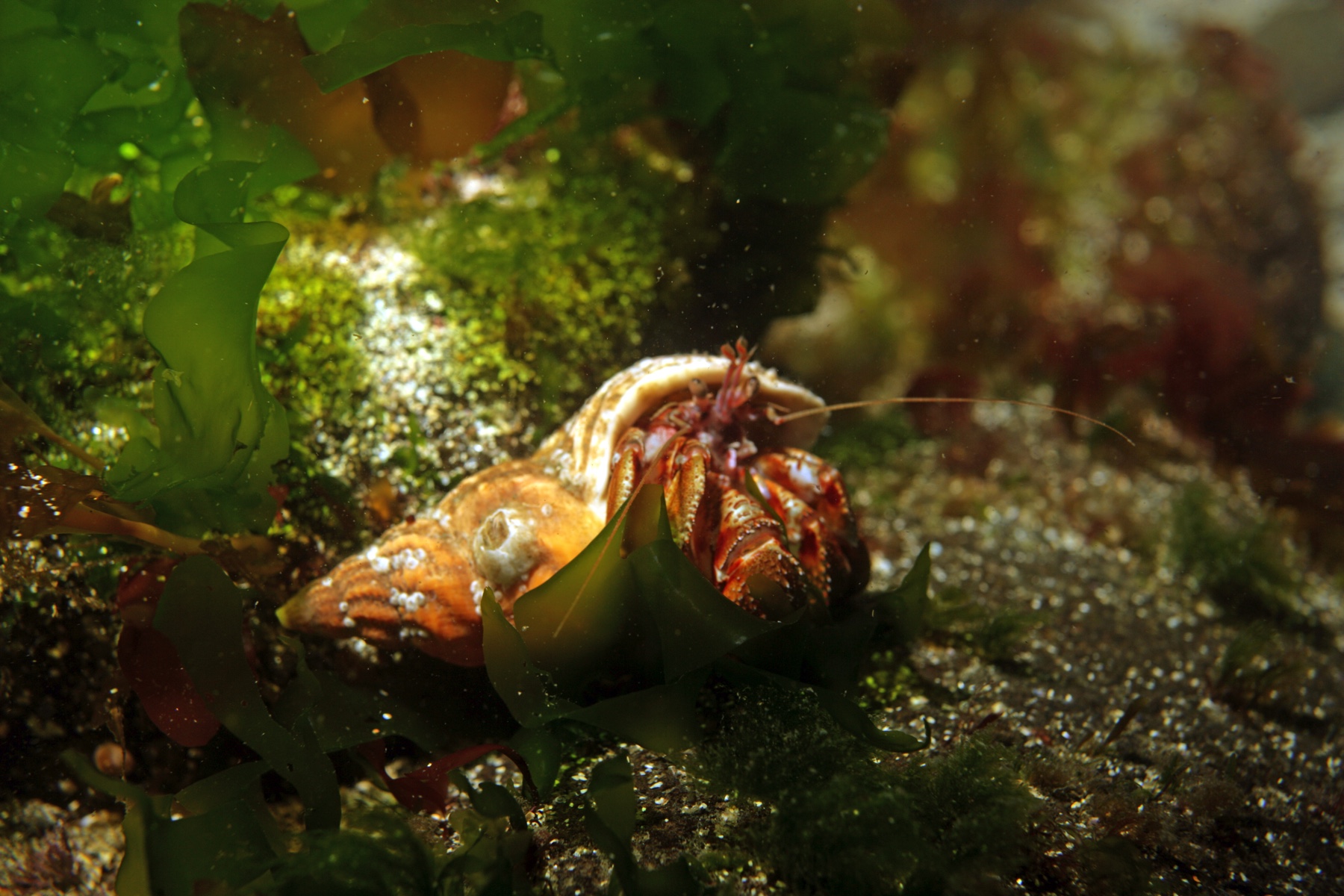 Macro red spotted hermit crab with conical shell house facing the side sitting on sea floor between floating green seaweed