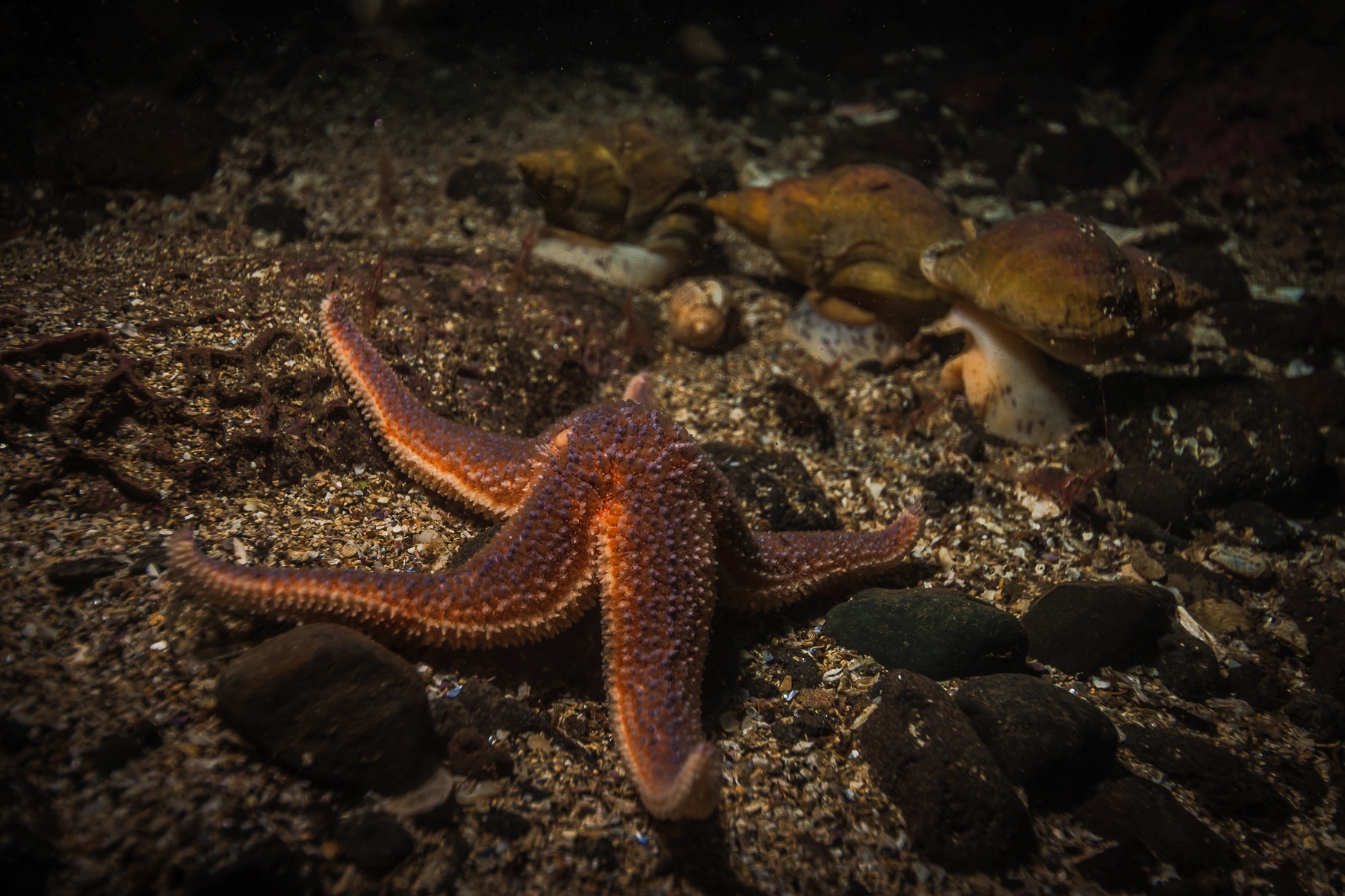 Close-up of orange purple spotted common starfish asteria rubens on sandy gravel seafloor before three brown shelled sea snails