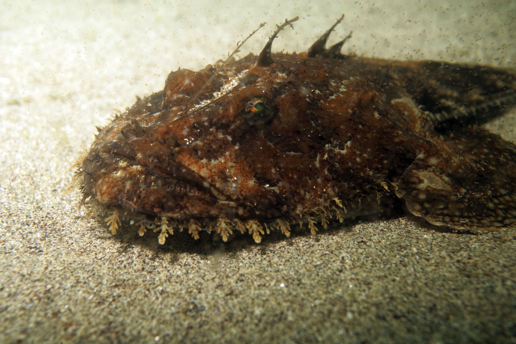 Macro of shades of brown speckled monkfish head sitting on light sand sea bottom