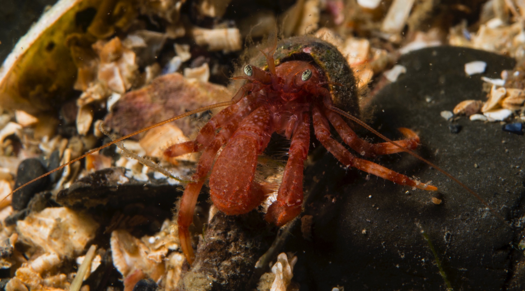 Macro shot of red speckled hermit crab sitting between shell fractions and black rock on sea bottom in Gardur