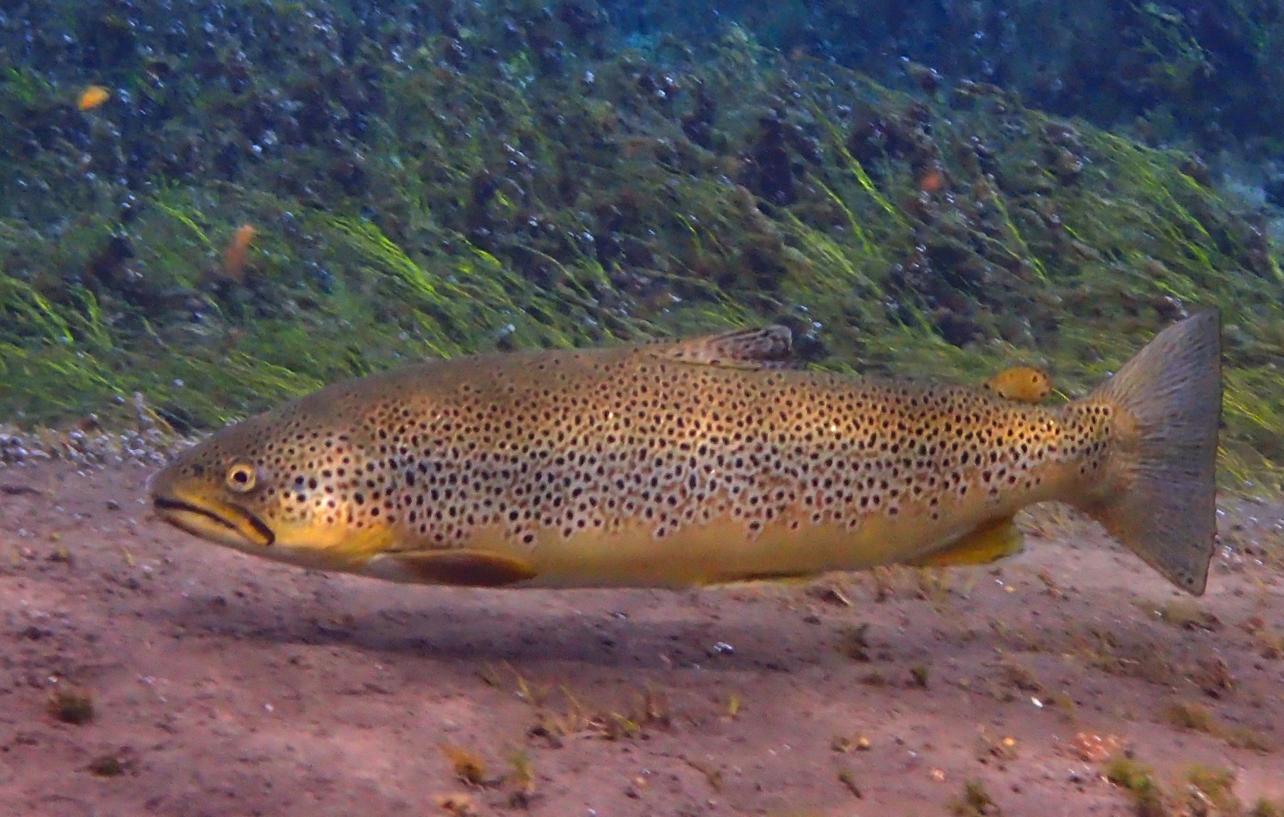 trout-litlaa-iceland