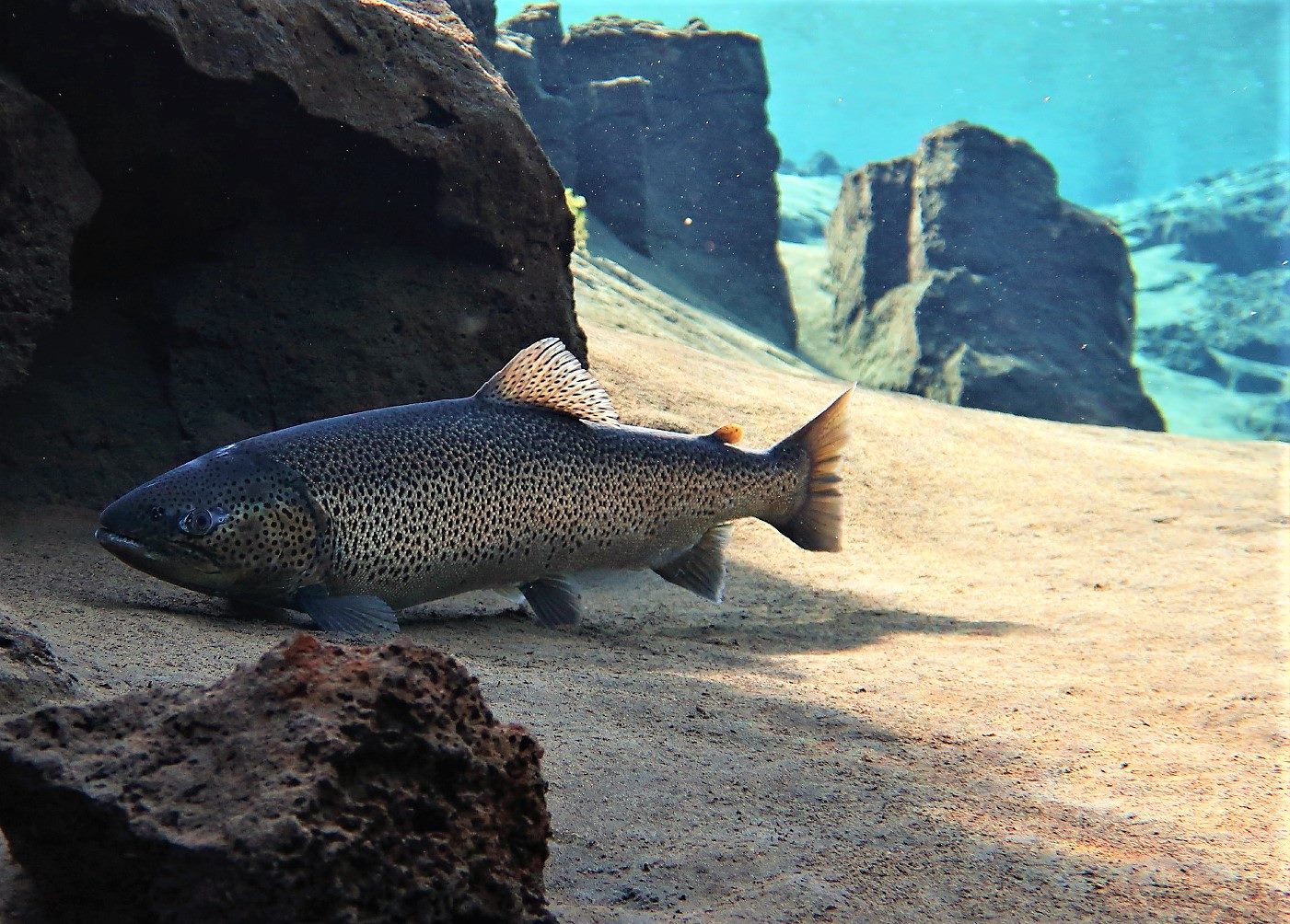 Artic Char in Silfra