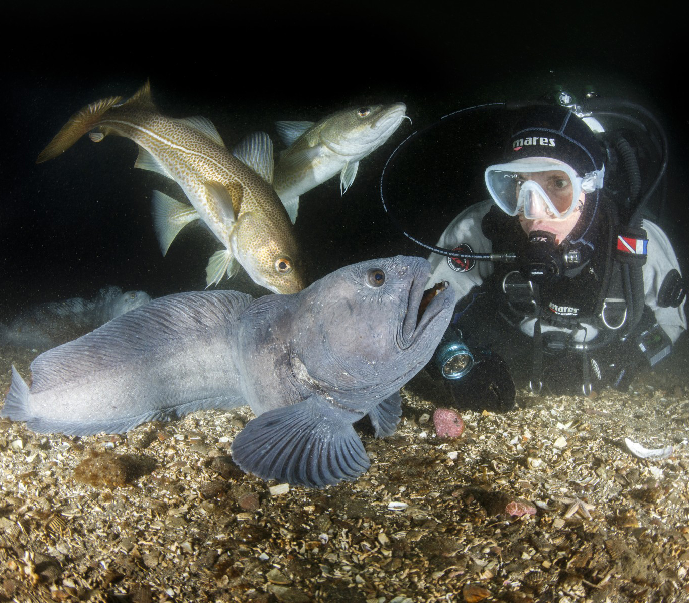 wolffish-diver-cod-strytan-iceland
