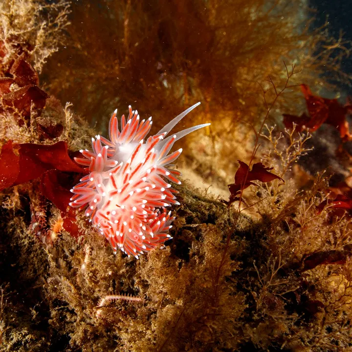 nudibranch-flabillina-kelp-gardur-iceland-dive-is.jpg