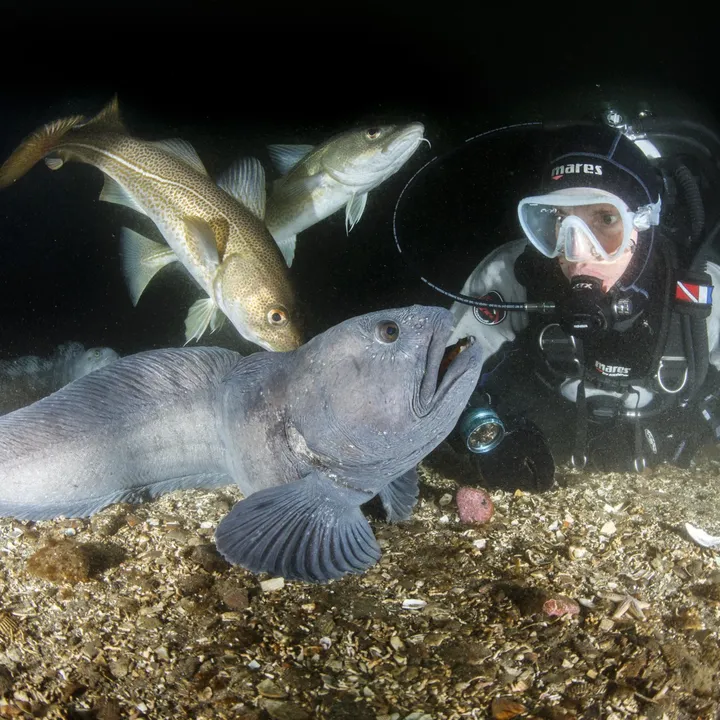 Diver looking at Wolffish and Cod in Strytan
