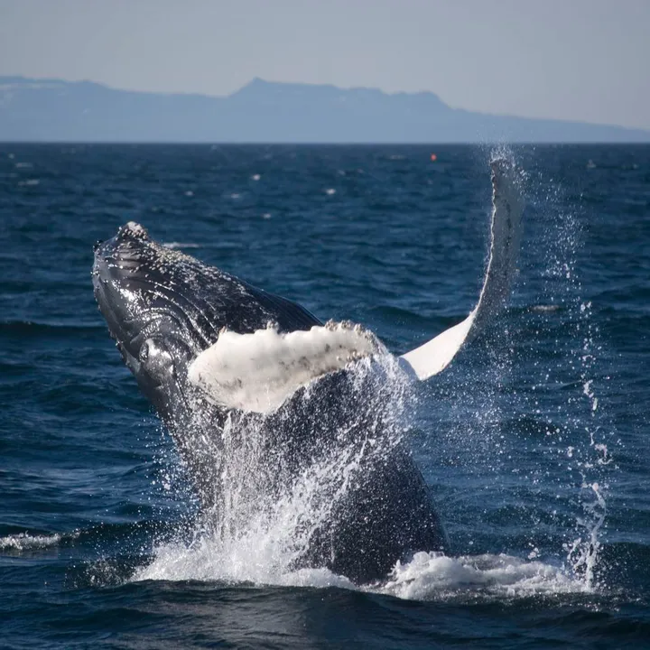 Humpack whale with white flippers splashing water jumping halfway out of sea in Icelands Fjords