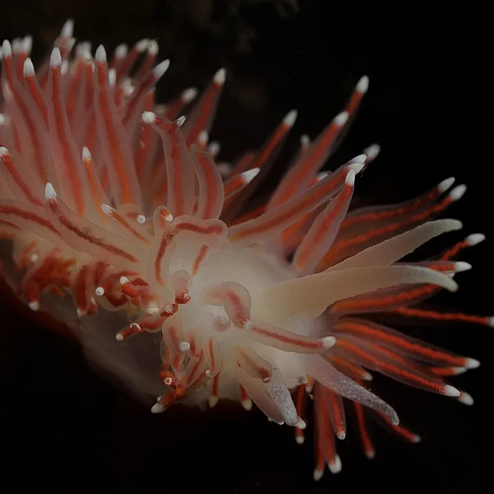 nudibranch-renee-lipmann