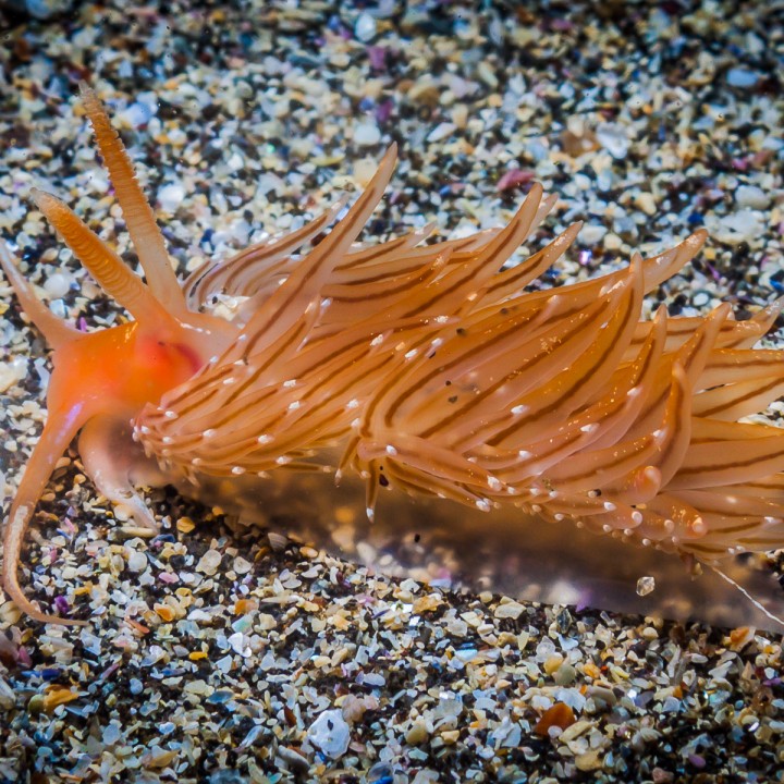 nudibranch-north-atlantic-marine-life-by-jessi-kingan-720x720.jpg