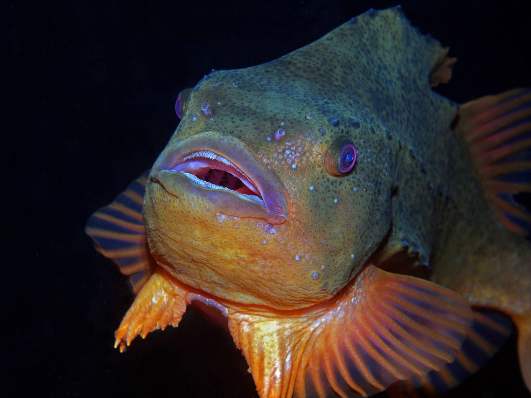 lumpsucker_fish_iceland-dive-is Lumpsucker fish in Iceland
