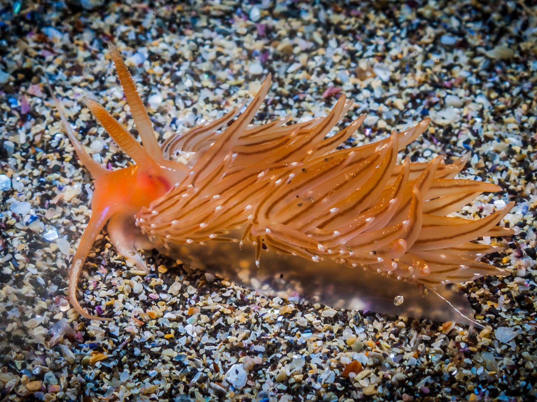 nudibranch-north-atlantic-marine-life-by-jessi-kingan Macroshot of orange ragged North Atlantic nudibranch on colourful shell pieces sea sand bottom