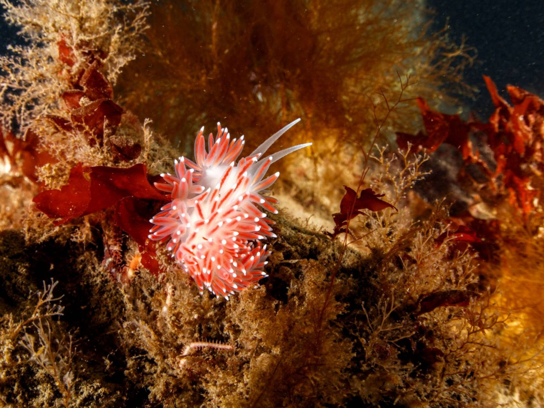 nudibranch-red-kelp-gardur-iceland-dive-is Nudibranch on a Red Kelp in Garður