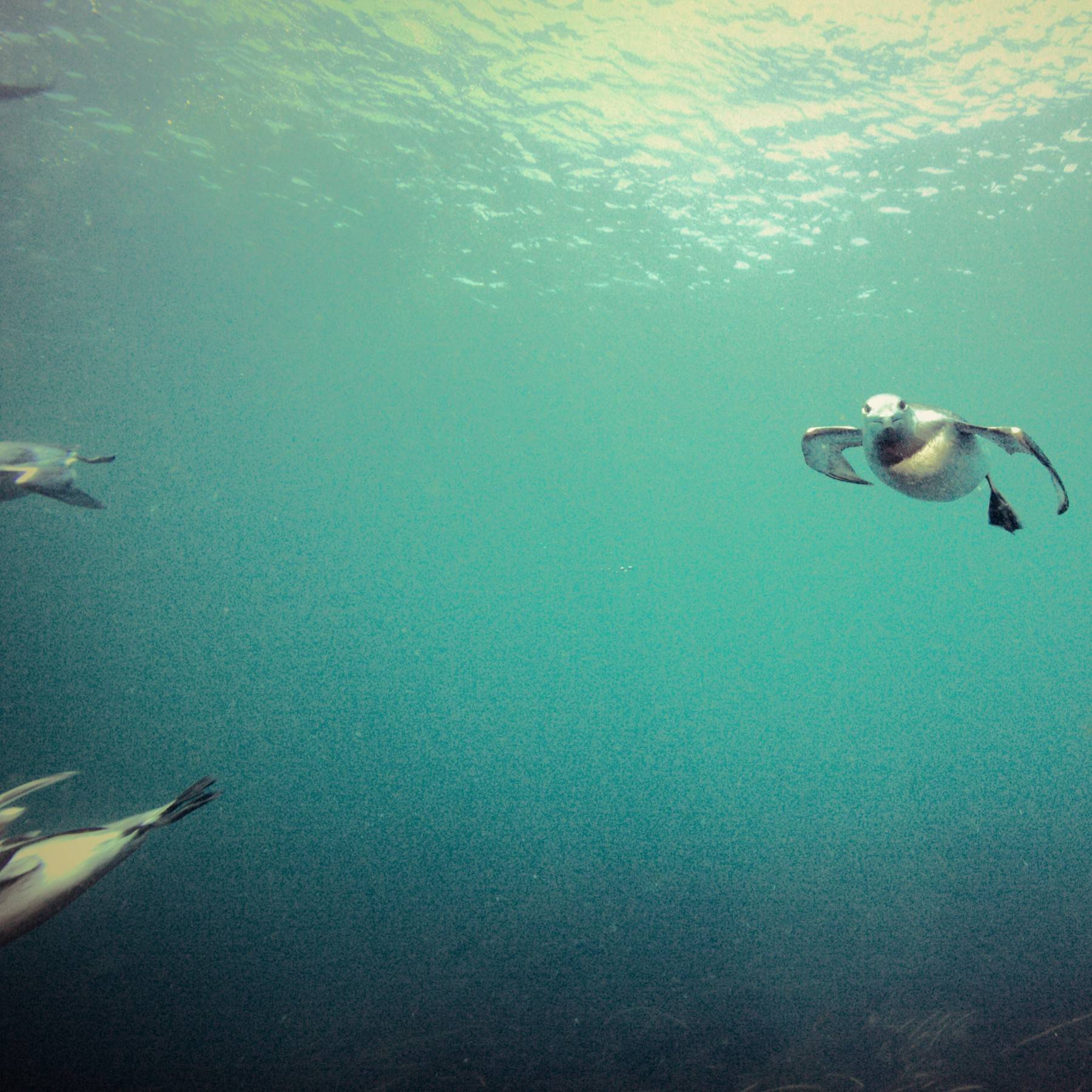 Guillemots diving off the coast of Grímsey Joined on our dive by Guillemots diving for food off the coast of Grímsey, Iceland