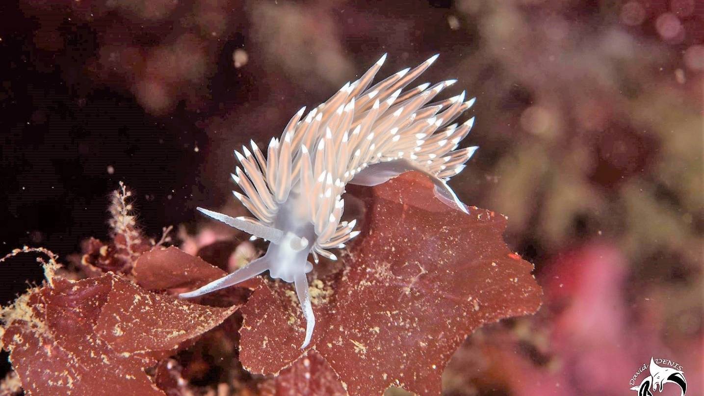 Nudibranch Tethys Scuba Club