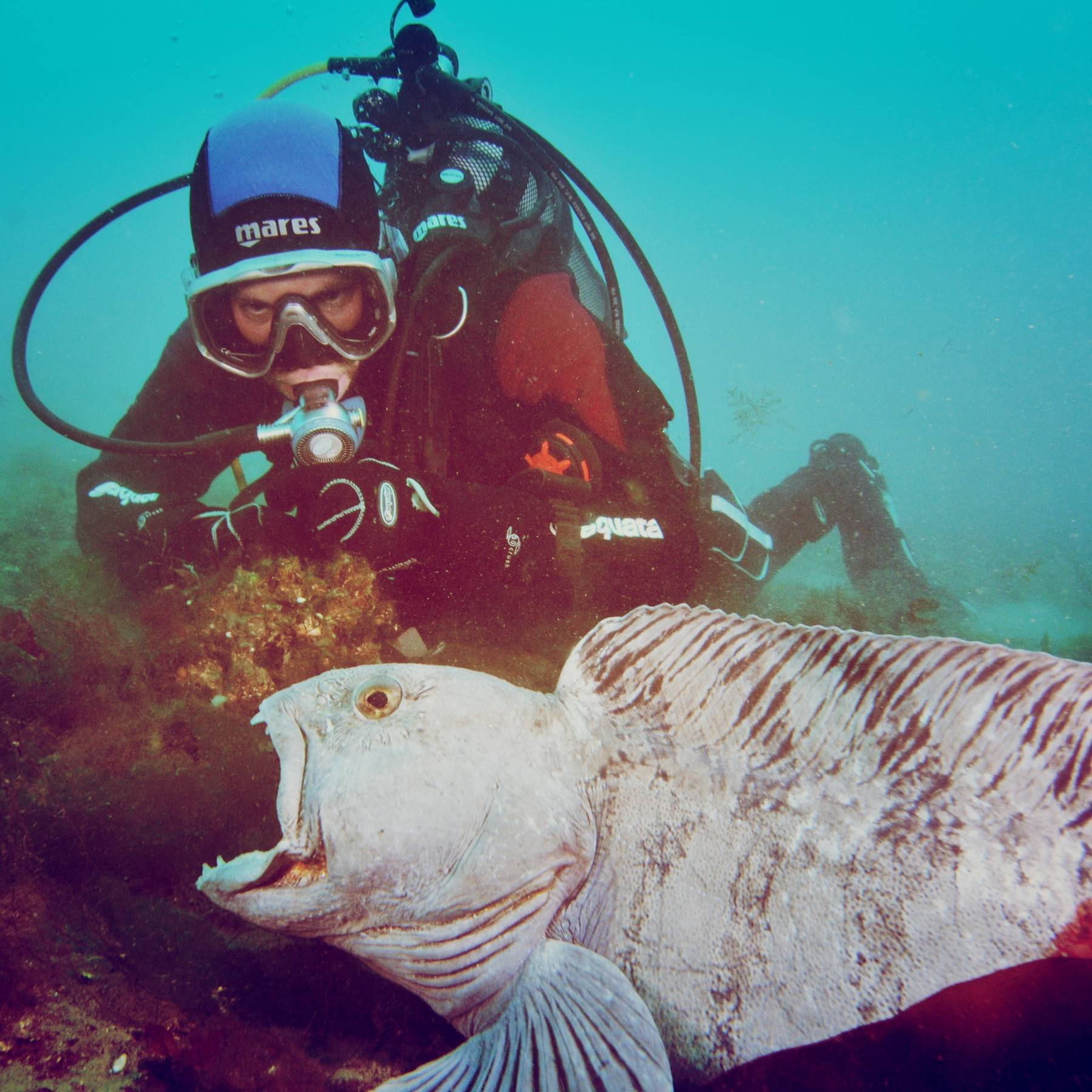Icelandic wolf fish showing off his teeth Icelandic wolf fish showing off his teeth