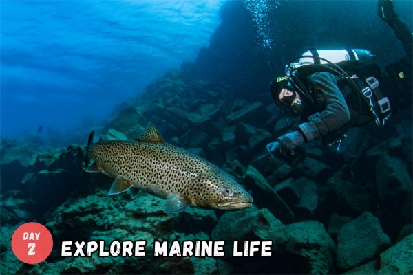 Explore the marine life in Davíðsgjá.