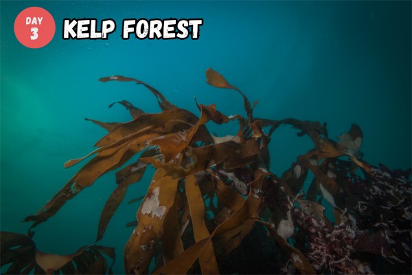 Garður is considered a kelp forest.