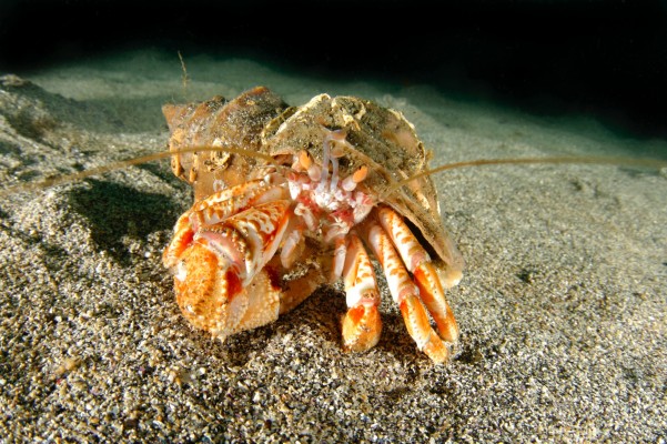 hermit-crab-ocean-wolfgang-poelzer