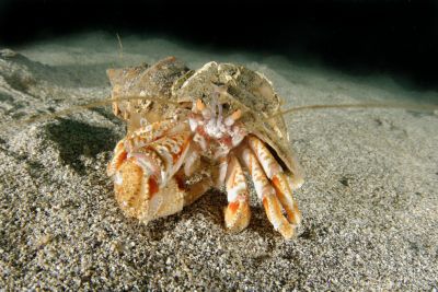 hermit-crab-ocean-iceland-400x267-q80.jpg