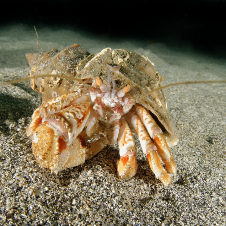 hermit-crab-ocean-iceland-720x720.jpg