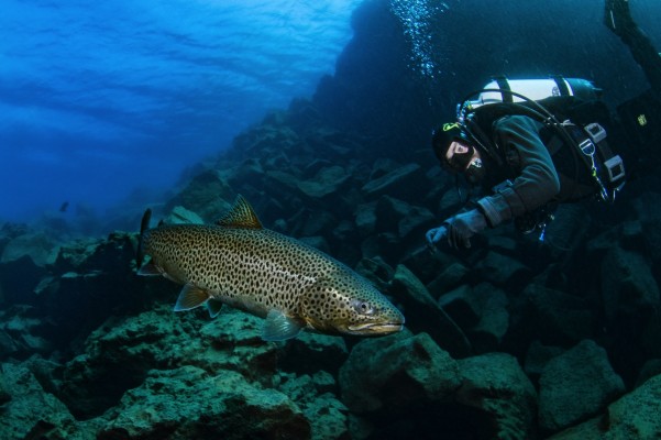 Fish in Davidsgja fissure in Lake Thingvallavatn, Iceland