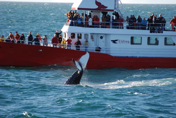 Tourists on the Elding whale watching boat looking at a humpback whale showing it's fluke