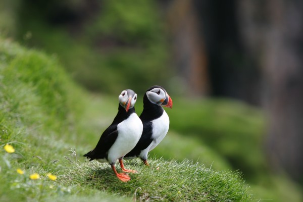 Two puffins in the green icelandic summer grass