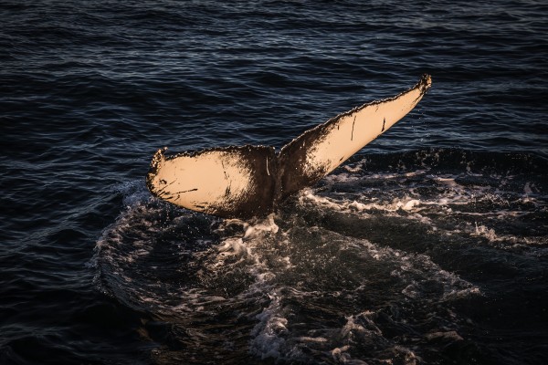 Humpback fluke seen in the sea off Reykjavík during whale watching in Iceland