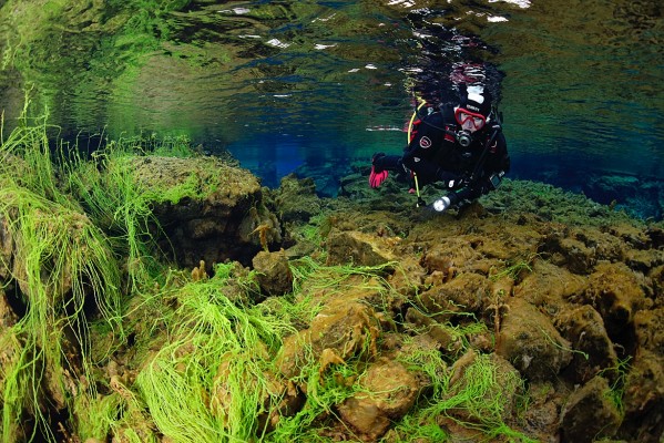 Diver looking at the neon green algae found in Silfra, Thingvellir