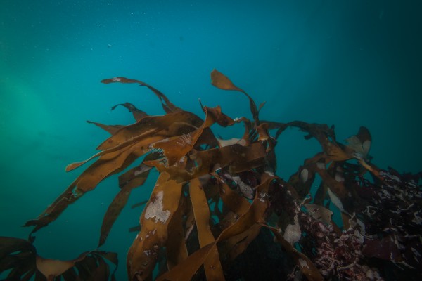 Kelp forest at Garður as seen on DIVE.IS Ocean diver tour