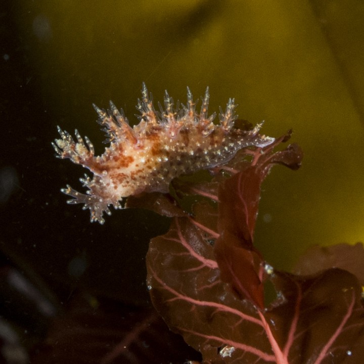 nudibranch-kelp-iceland-mat-720x720.jpg