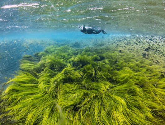 diamond-circle-river-snorkeling-green-algea-iceland-diveis-530x400.jpg