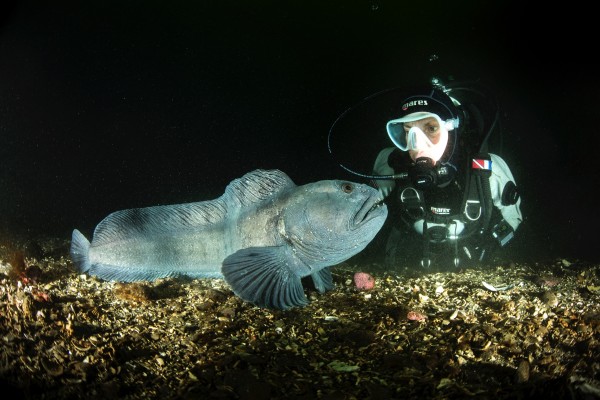 fish-at-strytan-geothermal-chimney-akureyri-iceland-diveis-600x400.jpg