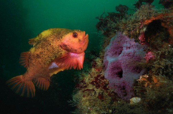 strytan-dive-tour-wildlife-in-akureyri-iceland-603x400.jpg