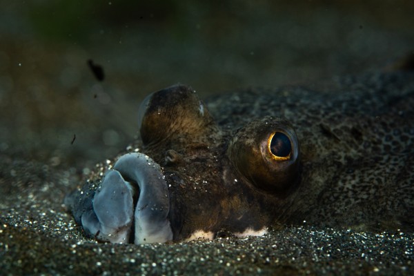 ocean-diving-tour-dive-iceland-akranes-600x400.jpg