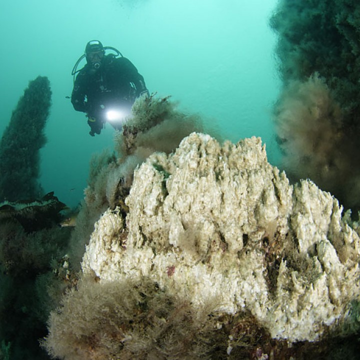 diver-observes-amazing-hydrothermal-chimneys-wolfgang-polzer-720x720.jpg