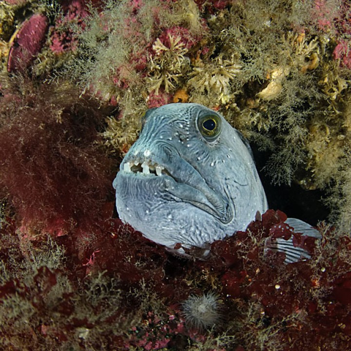 wolffish-inside-hole-iceland-wolfgang-polzer-720x720.jpg