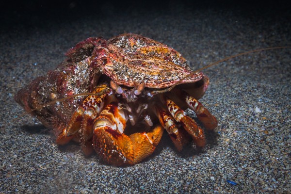 Hermit crab in the North Atlantic marine life on DIVE.IS tour in Iceland