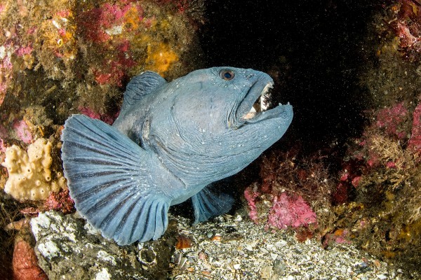A wolffish also known as a catfish and wolfeel smiling for the photographer