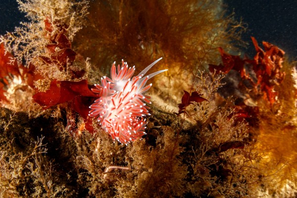 A flabillina nudibranch on a kelp in Garður, Iceland