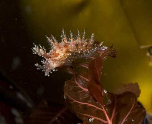 A Nudibranch on a Kelp in the ocean in Iceland