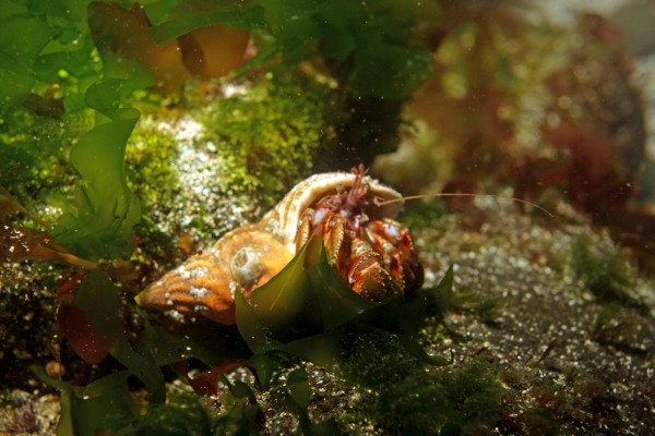 Scuba dive in the Sea around Iceland with DIVE.IS